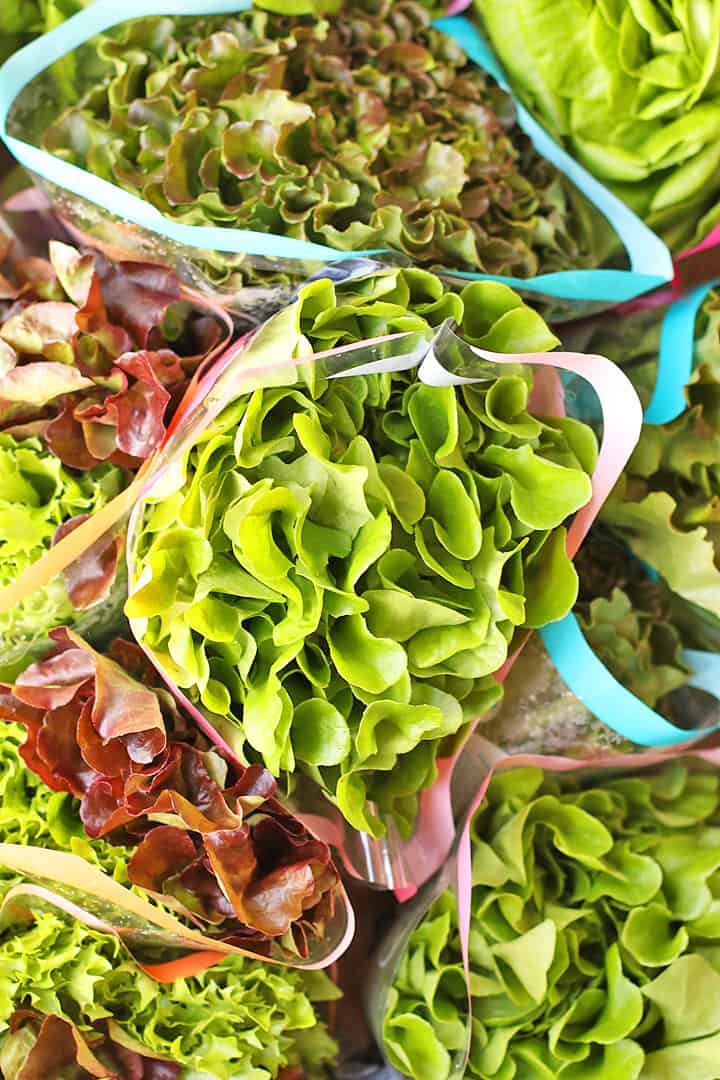 Several heads of butter leaf lettuce